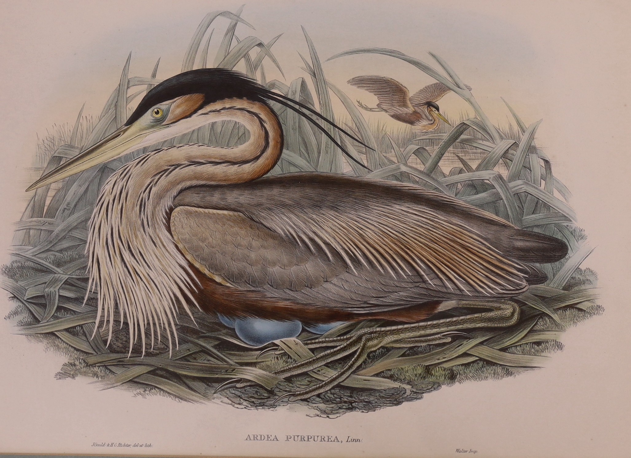 After John Gould, J. Wolf & H.C.Richter, six assorted colour lithographs from The Birds of Great Britain, largest 53 x 36cm